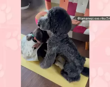 貴賓犬變成健身訓練夥伴 想不到家裡的狗狗還可以擔任小小健身教練？