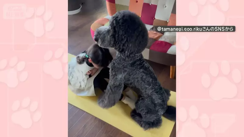 貴賓犬變成健身訓練夥伴 想不到家裡的狗狗還可以擔任小小健身教練？