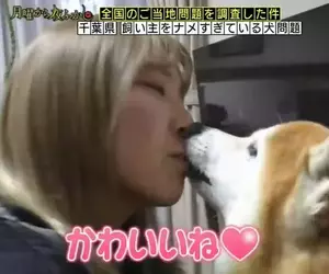 日本節目調查《對主人差別待遇的柴犬》對女生就貼臉舔，看到男生就擺出看不起人的表情