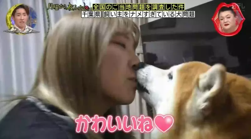 日本節目調查《對主人差別待遇的柴犬》對女生就貼臉舔，看到男生就擺出看不起人的表情