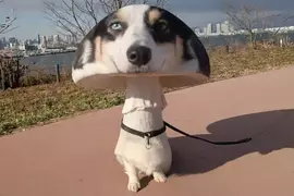 社群風潮《香菇犬》正流行，看看網友讓AI生成的各種結果，只能說可愛跟NG只在一線之間？