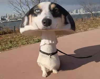 社群風潮《香菇犬》正流行，看看網友讓AI生成的各種結果，只能說可愛跟NG只在一線之間？