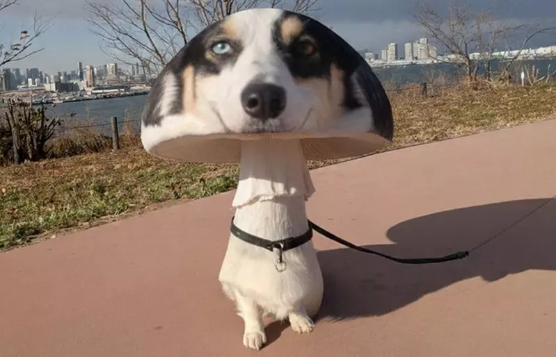 社群風潮《香菇犬》正流行，看看網友讓AI生成的各種結果，只能說可愛跟NG只在一線之間？