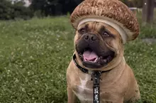 社群風潮《香菇犬》正流行，網友讓 ChatGPT 生成自家愛犬AI圖結果直接被戳種笑點