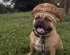 社群風潮《香菇犬》正流行，網友讓 ChatGPT 生成自家愛犬AI圖結果直接被戳種笑點