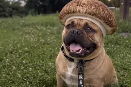 社群風潮《香菇犬》正流行，網友讓 ChatGPT 生成自家愛犬AI圖結果直接被戳種笑點