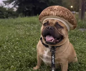 社群風潮《香菇犬》正流行，網友讓 ChatGPT 生成自家愛犬AI圖結果直接被戳種笑點