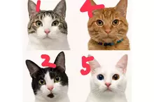 飼主分享《替貓咪拍照的訣竅》首先要放下身為人類的尊嚴？