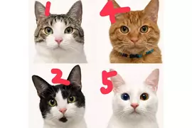 飼主分享《替貓咪拍照的訣竅》首先要放下身為人類的尊嚴？