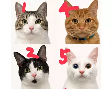 飼主分享《替貓咪拍照的訣竅》首先要放下身為人類的尊嚴？