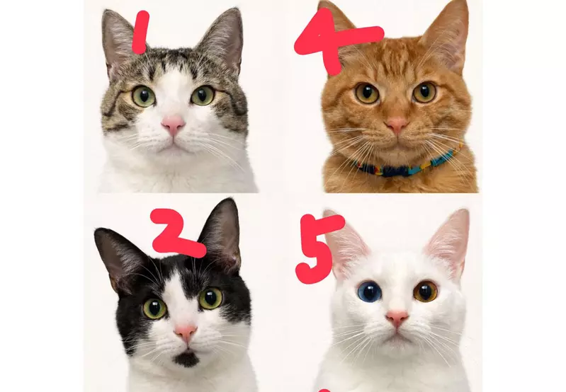 飼主分享《替貓咪拍照的訣竅》首先要放下身為人類的尊嚴？