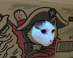 寵物用品紙箱巧思 網購包裹竟然設計成可以讓貓貓玩耍，趣味的設計巧思引起網友熱議