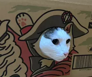 寵物用品紙箱巧思 網購包裹竟然設計成可以讓貓貓玩耍，趣味的設計巧思引起網友熱議