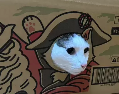 寵物用品紙箱巧思 網購包裹竟然設計成可以讓貓貓玩耍，趣味的設計巧思引起網友熱議