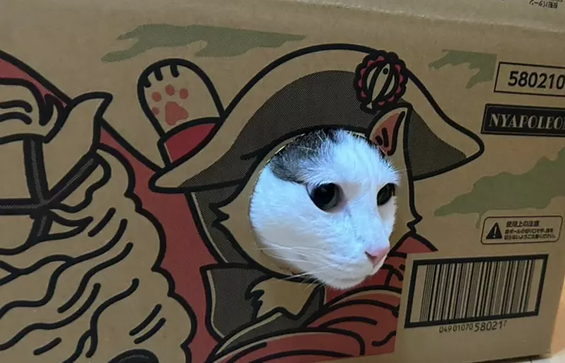 寵物用品紙箱巧思 網購包裹竟然設計成可以讓貓貓玩耍，趣味的設計巧思引起網友熱議