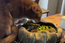 《讓貓喝水的方法》飼主煩惱了10年之久 其實一片生菜就能解決問題？