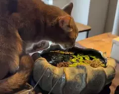 《讓貓喝水的方法》飼主煩惱了10年之久 其實一片生菜就能解決問題？