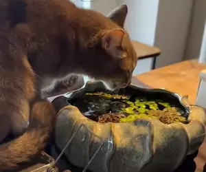 《讓貓喝水的方法》飼主煩惱了10年之久 其實一片生菜就能解決問題？