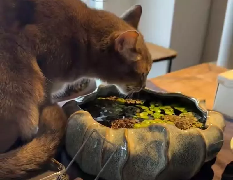 《讓貓喝水的方法》飼主煩惱了10年之久 其實一片生菜就能解決問題？