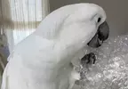 不是只有人類喜歡，就連白鳳頭鸚鵡也喜愛戳爆氣泡紙的聲音，動作超級紓壓享受❤