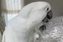 不是只有人類喜歡，就連白鳳頭鸚鵡也喜愛戳爆氣泡紙的聲音，動作超級紓壓享受❤