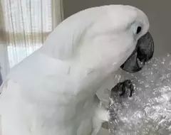 不是只有人類喜歡，就連白鳳頭鸚鵡也喜愛戳爆氣泡紙的聲音，動作超級紓壓享受❤