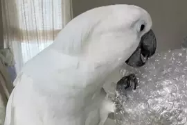 不是只有人類喜歡，就連白鳳頭鸚鵡也喜愛戳爆氣泡紙的聲音，動作超級紓壓享受❤