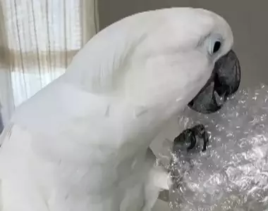 不是只有人類喜歡，就連白鳳頭鸚鵡也喜愛戳爆氣泡紙的聲音，動作超級紓壓享受❤