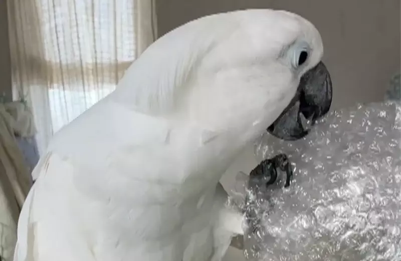 不是只有人類喜歡，就連白鳳頭鸚鵡也喜愛戳爆氣泡紙的聲音，動作超級紓壓享受❤