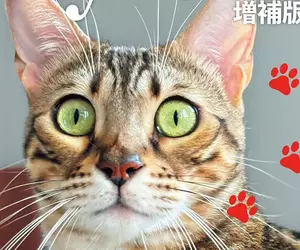 科學雜誌因應《貓之日》推出特別號 被質疑公司高層濫用職權曬愛貓？