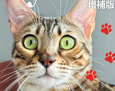 科學雜誌因應《貓之日》推出特別號 被質疑公司高層濫用職權曬愛貓？