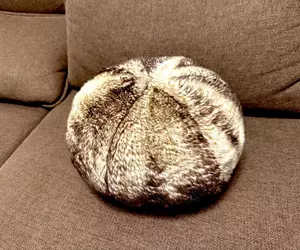 《家中不能養貓怎麼辦》他買了這個坐墊當作替代品 卻被網友嘲笑是馬糞海膽