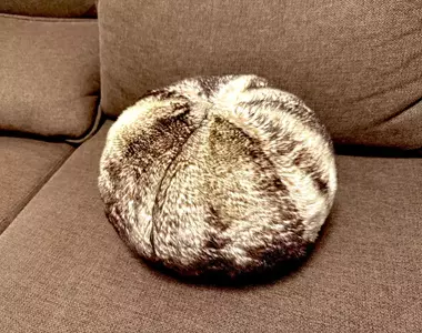 《家中不能養貓怎麼辦》他買了這個坐墊當作替代品 卻被網友嘲笑是馬糞海膽