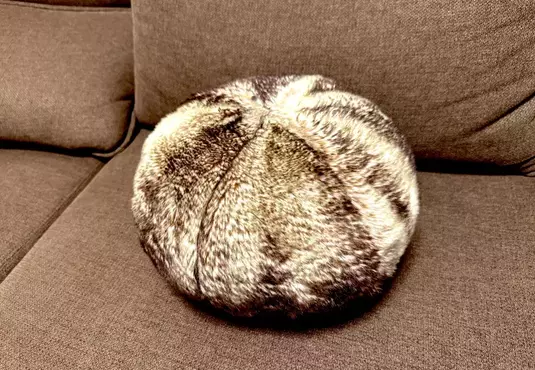 《家中不能養貓怎麼辦》他買了這個坐墊當作替代品 卻被網友嘲笑是馬糞海膽