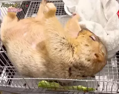 《喜馬拉雅土撥鼠》身體裡住了個人 圓滾滾療癒生物