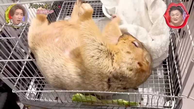 《喜馬拉雅土撥鼠》身體裡住了個人 圓滾滾療癒生物