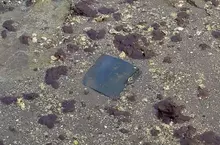 躺在河底好幾年的《野生PS3》曾幾何時成了廣島吳市的觀光景點？