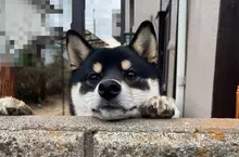 喜歡趴在圍牆看熱鬧的柴犬 可愛的模樣相當受到鄰居們的歡迎