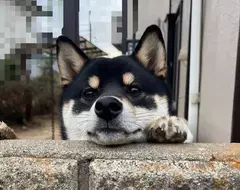 喜歡趴在圍牆看熱鬧的柴犬 可愛的模樣相當受到鄰居們的歡迎