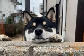 喜歡趴在圍牆看熱鬧的柴犬 可愛的模樣相當受到鄰居們的歡迎