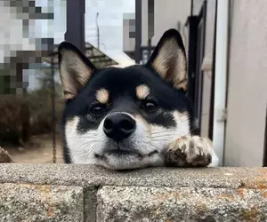 喜歡趴在圍牆看熱鬧的柴犬 可愛的模樣相當受到鄰居們的歡迎