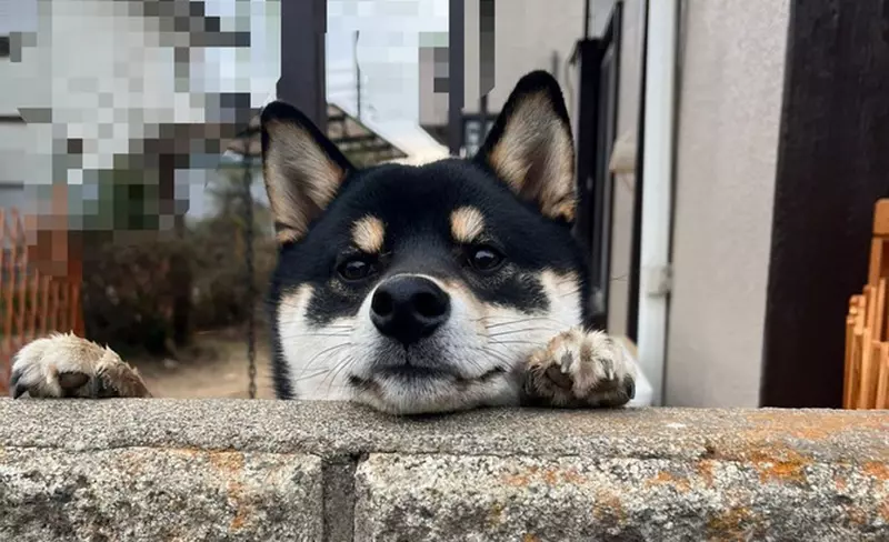 喜歡趴在圍牆看熱鬧的柴犬 可愛的模樣相當受到鄰居們的歡迎