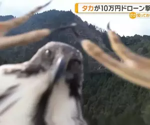 打算用無人機拍瀑布景象的網友 想不到10萬塊的機器竟然被一隻老鷹擊墜，但卻錄下了非常珍貴的畫面
