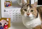 從2015年持續至今的《貓咪月曆》2026年繼續可愛更新中