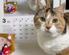 從2015年持續至今的《貓咪月曆》2026年繼續可愛更新中
