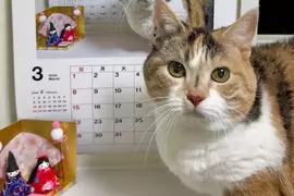 從2015年持續至今的《貓咪月曆》2026年繼續可愛更新中