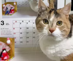 從2015年持續至今的《貓咪月曆》2026年繼續可愛更新中