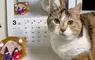 從2015年持續至今的《貓咪月曆》2026年繼續可愛更新中