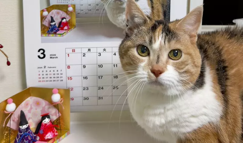 從2015年持續至今的《貓咪月曆》2026年繼續可愛更新中