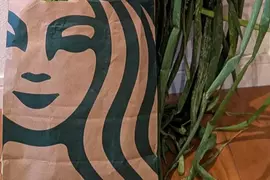 用星巴克紙袋裝蔥的奇妙光景 這要是流行起來可能會引起一波社群風潮喔！？